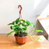 Indoor Golden Pothos in basket