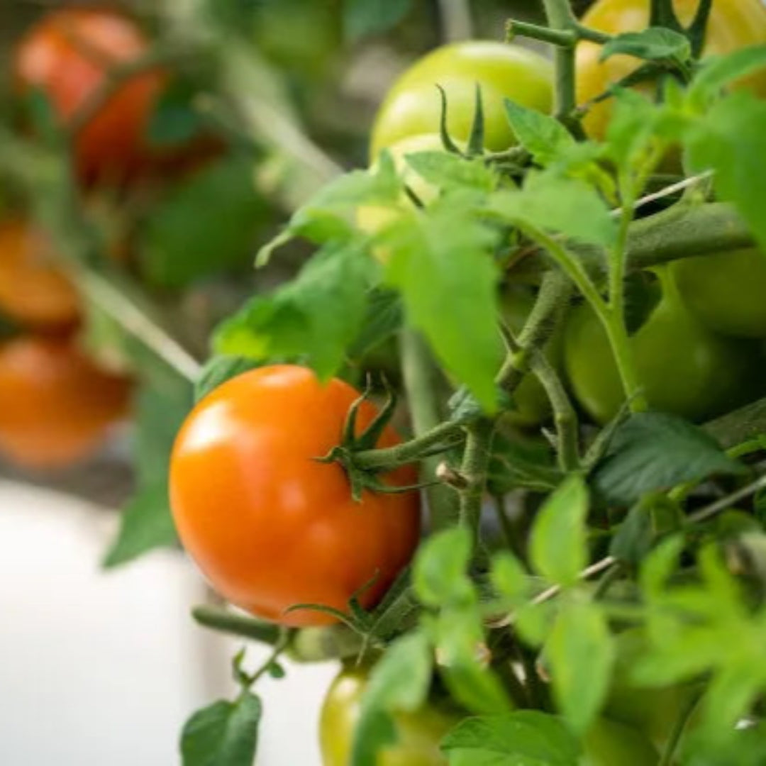Tomato Plant &