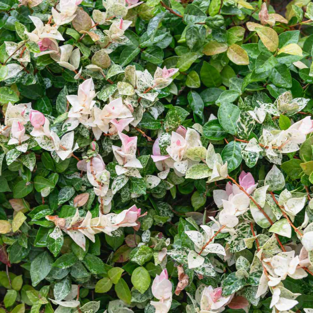 Dense green foliage of Asiatic Jasmine plant