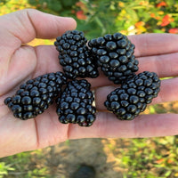 Prime Ark Horizon Blackberry