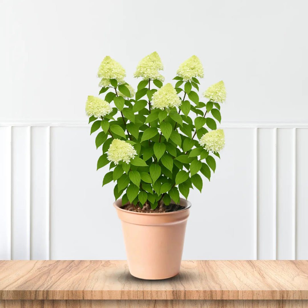 Chantilly Lace Hydrangea