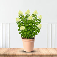 Chantilly Lace Hydrangea with Elegant White Panicle Blooms