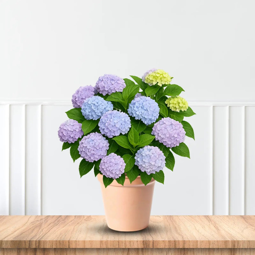 Dear Dolores Hydrangea