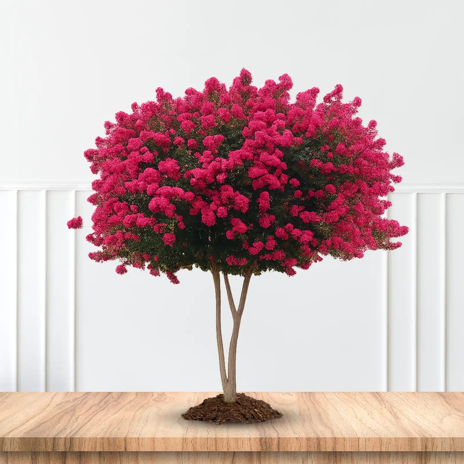 Pink Velour Crape Myrtle