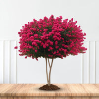 Scarlet pink crape myrtle ornamental landscape tree