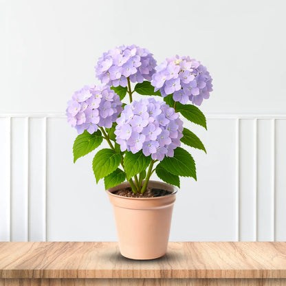 Rock-N-Roll Hydrangea