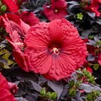 Hibiscus Summerific®'Holy Grail'  -[EG]