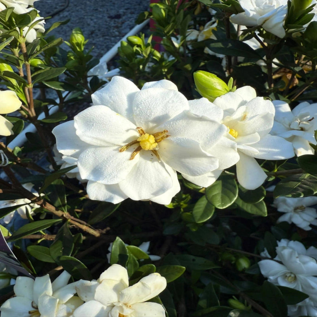 Potted Double Mint Gardenia shrub showing healthy foliage and compact growth.