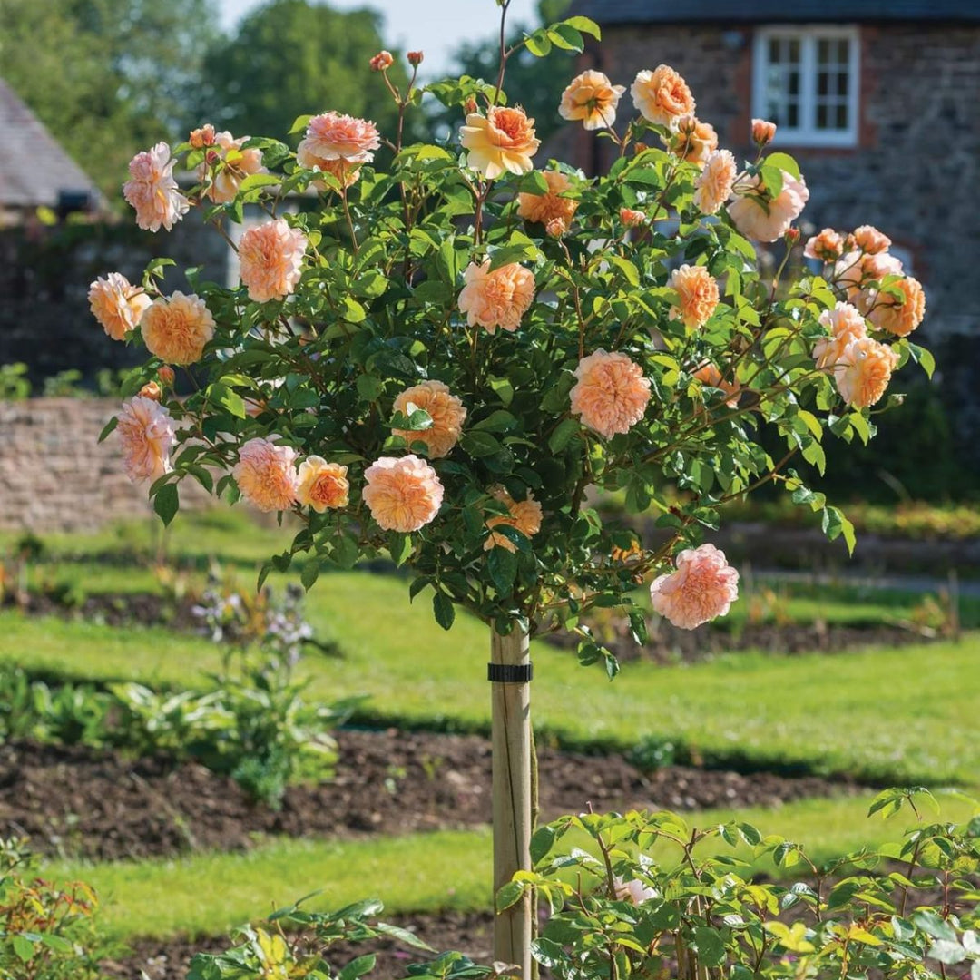 South Africa Tree Form Rose