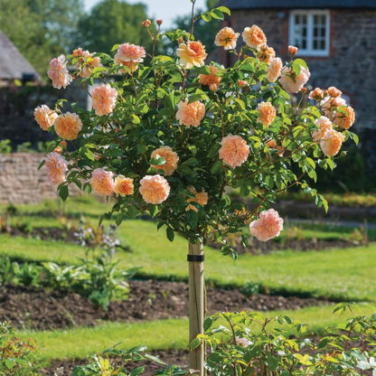South Africa Tree Form Rose