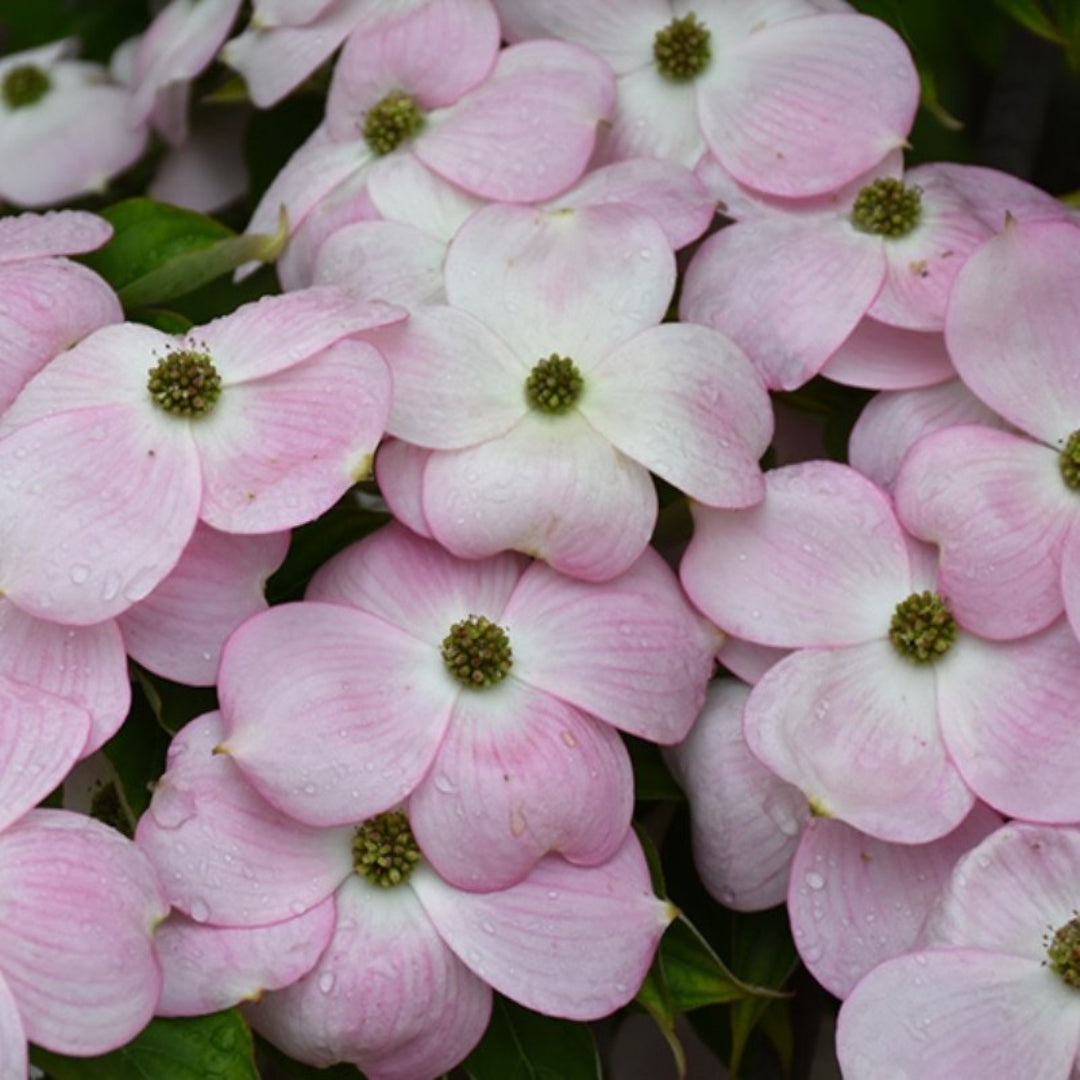 Hybrid Pink Dogwood