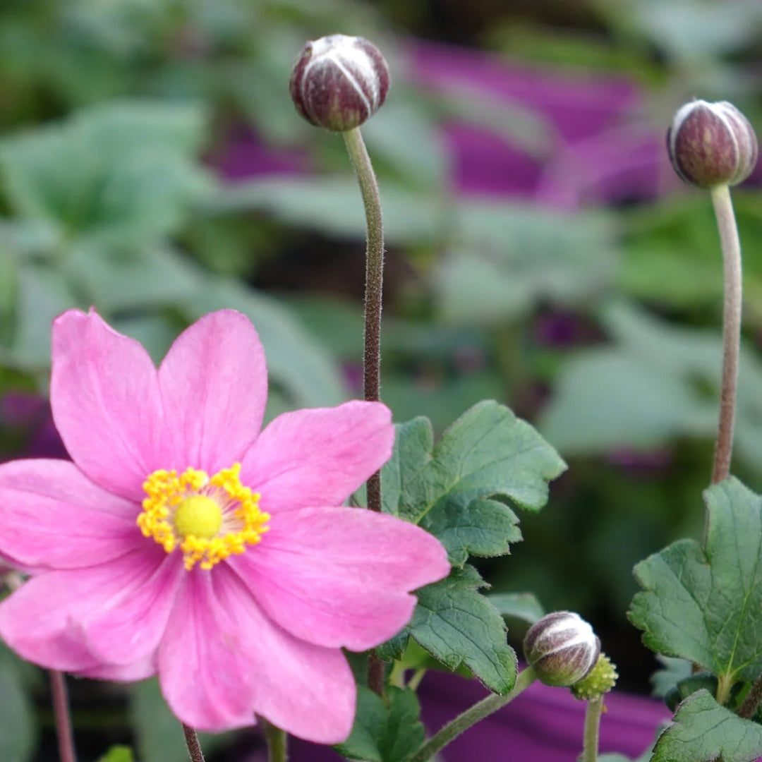 Anemone &