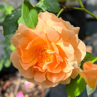 At Last Rose