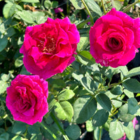 Gorgeous Purple Rose (3-5 ft tall)