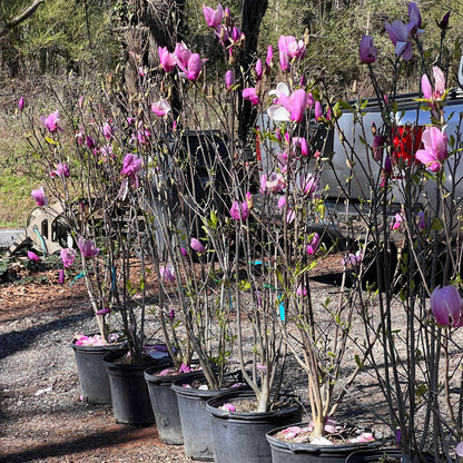 Jane Magnolia Tree with Tulip-Shaped Spring Flowers