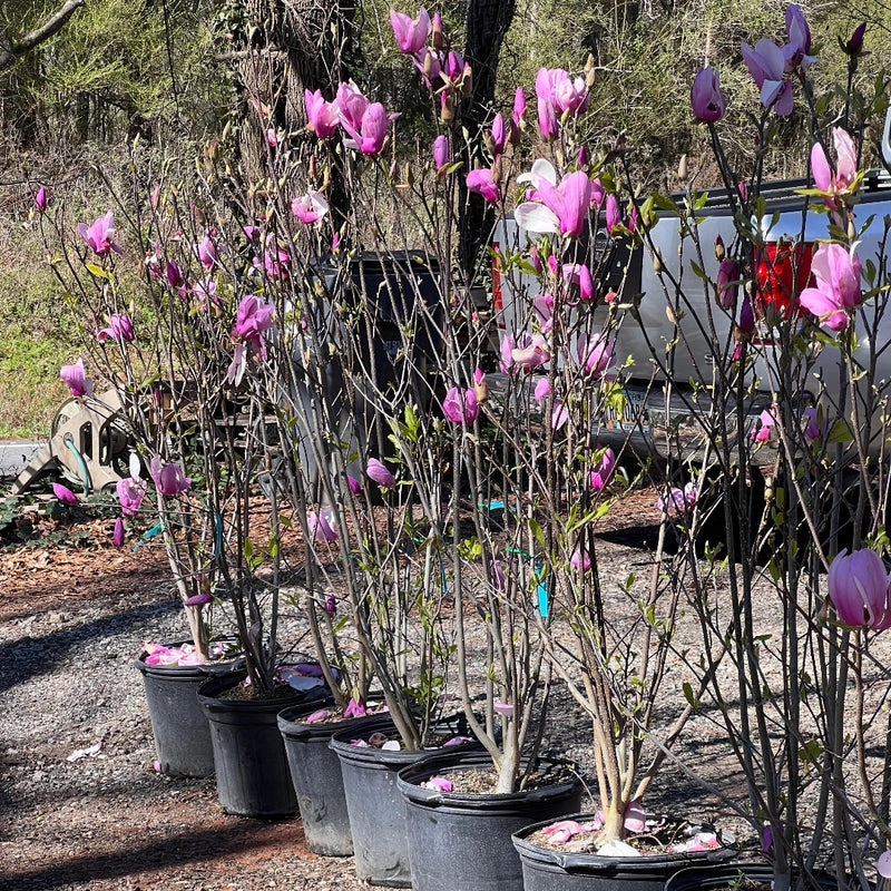 Jane Magnolia Plant with Large Showy Pink Flowers
