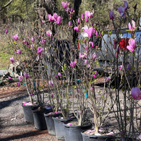 Jane Magnolia Plant with Large Showy Pink Flowers