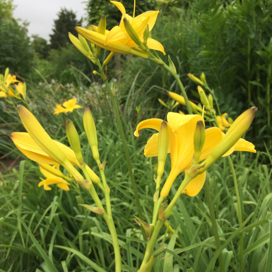 Hemerocallis &
