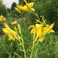 Hemerocallis 'Hyperion' Daylily Multipack