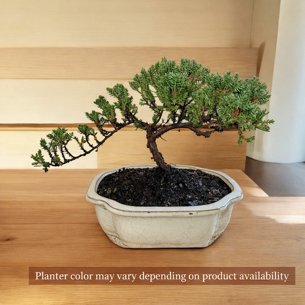 best soil for juniper bonsai tree Juniper Bonsai Tree – Live Cold-Hardy Bonsai in Ceramic Planter