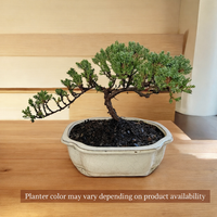 Juniper Bonsai Tree  – Live Cold-Hardy Bonsai in Ceramic Planter