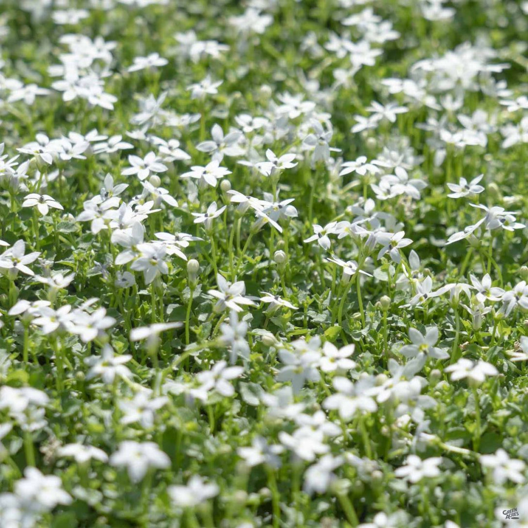 Isotoma fluviatilis White Star Creeper - [EG]