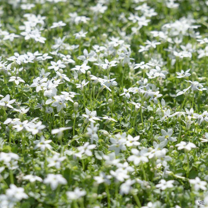 Isotoma fluviatilis White Star Creeper - [EG]
