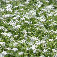 Isotoma fluviatilis White Star Creeper - [EG]