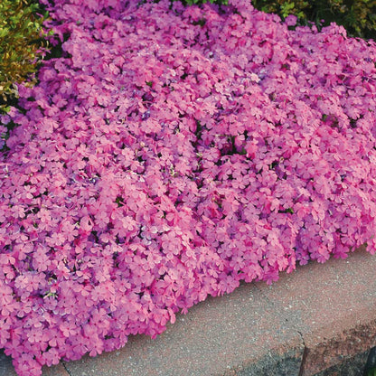 Pink Creeping Phlox garden ground cover