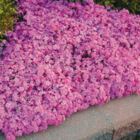 Pink Creeping Phlox garden ground cover