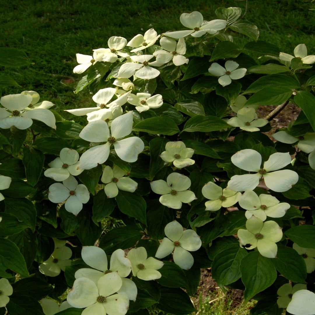 Celestial White Dogwood Tree
