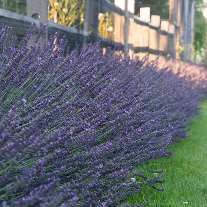 lavender plant phenomenal Lavandula X Intermedia 'Phenomenal' Lavender buy online plants and trees at pixies Gardens