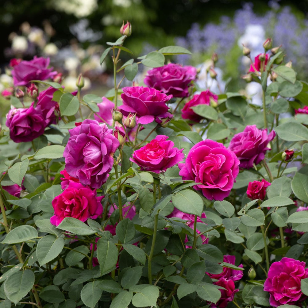 Brindabella Purple Prince Rose