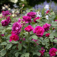 Gorgeous Purple Rose (3-5 ft tall)