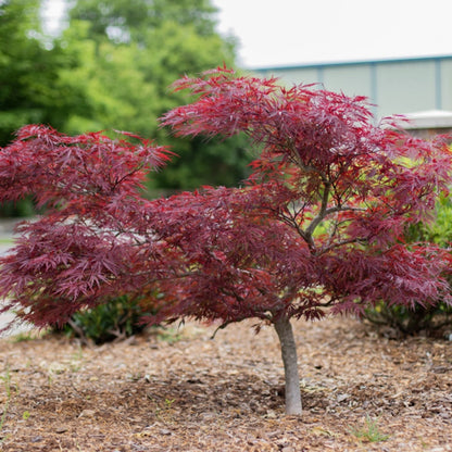 Red Dragon Japanese Maple Plant