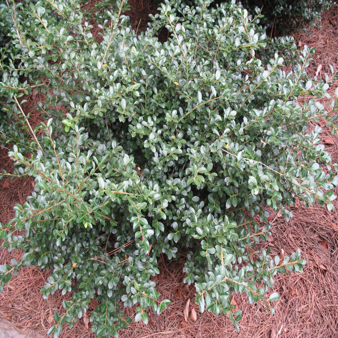 Compacta Japanese Holly Shrub