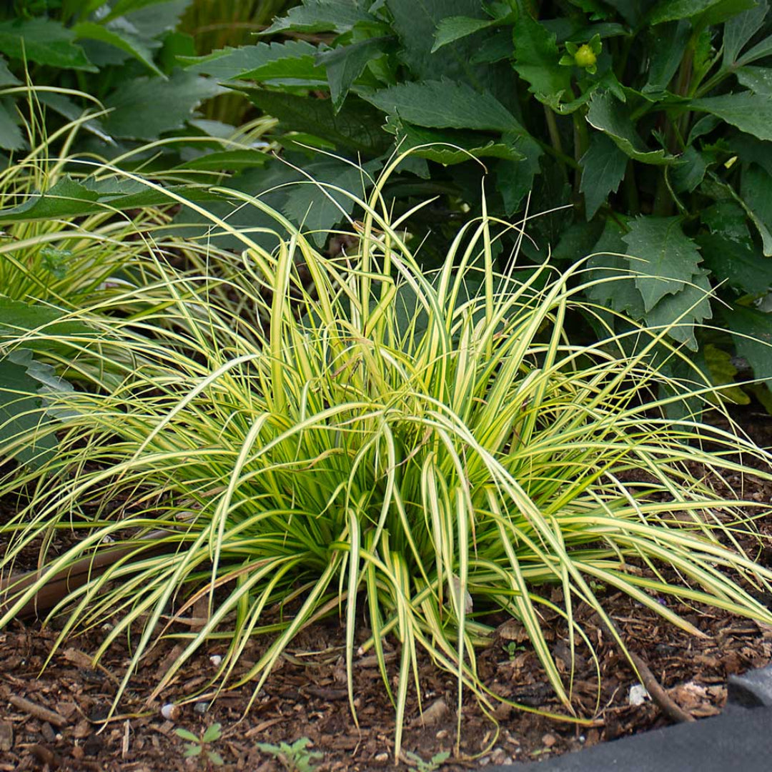Carex oshimensis Evercolor &