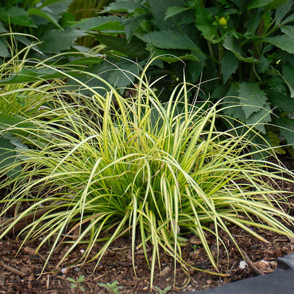 Carex oshimensis Evercolor &