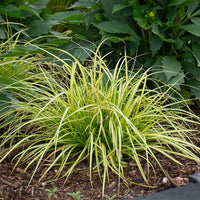 Carex oshimensis Evercolor 'Eversheen'