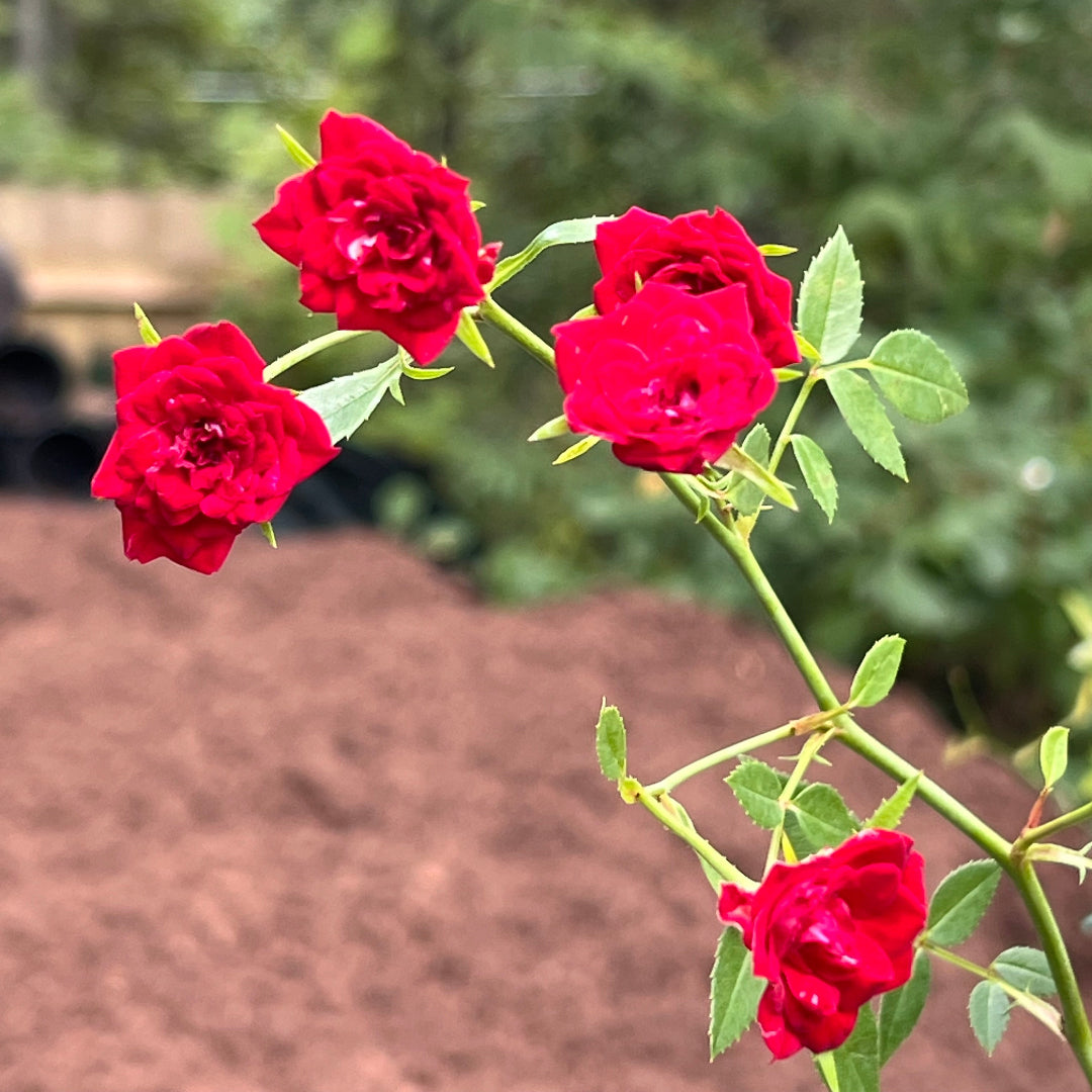 Red Cascade Rose