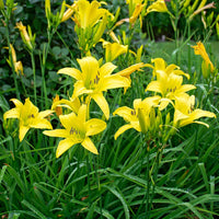 Hemerocallis 'Hyperion' Daylily Multipack