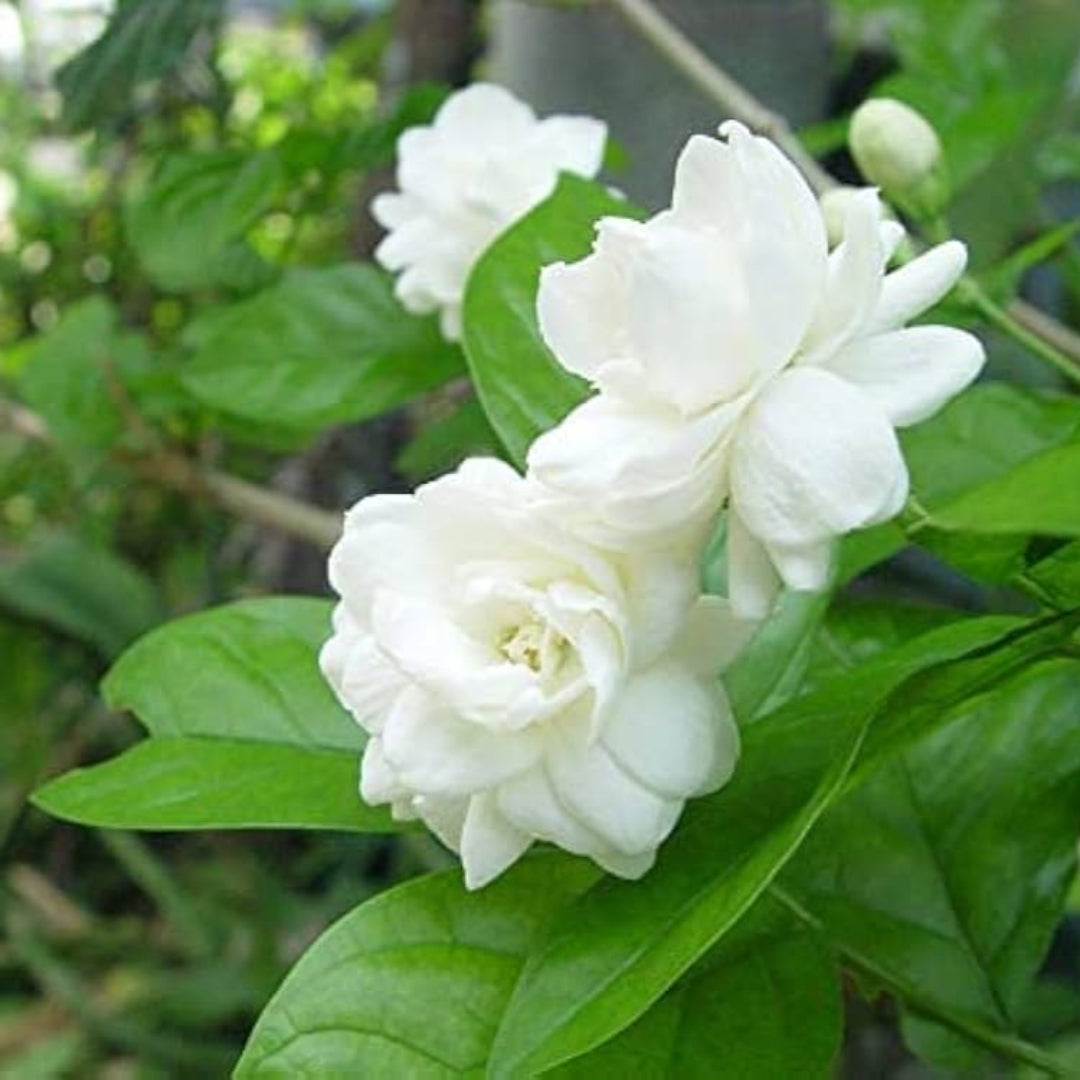 Arabian Jasmine Aka Jasminum Sambac