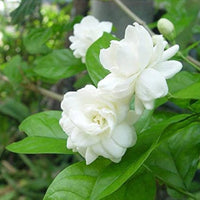 Mogra jasmine plant with green foliage