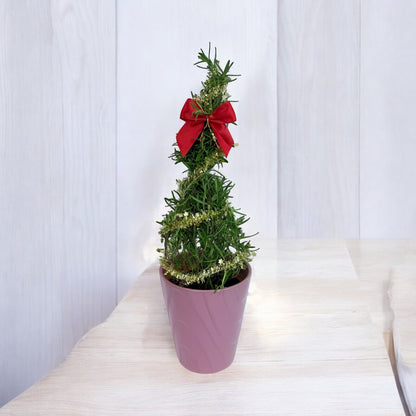 Athens Blue Rosemary