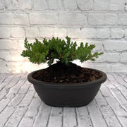 Juniper Bonsai (Live) - Very Cold Hardy, Live & Exotic