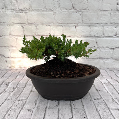 Juniper Bonsai (Live) - Very Cold Hardy, Live &amp; Exotic