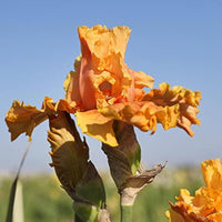 Iris Germanica 'Cordoba' Bearded German Iris