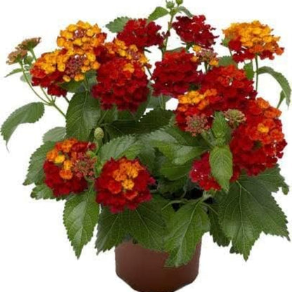 Brilliant Blooms of Fiery Red,