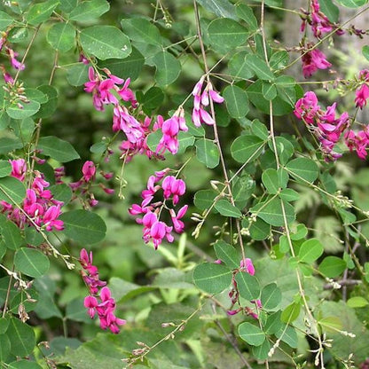 Lespedeza Pink Cascade Shrub