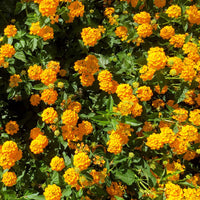 Lantana X 'New Gold' Multipack